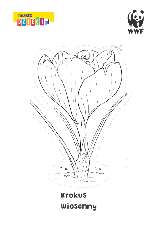 Bezp Atna Kolorowanka Do Druku Krokus Wiosenny W Miastodzieci Pl