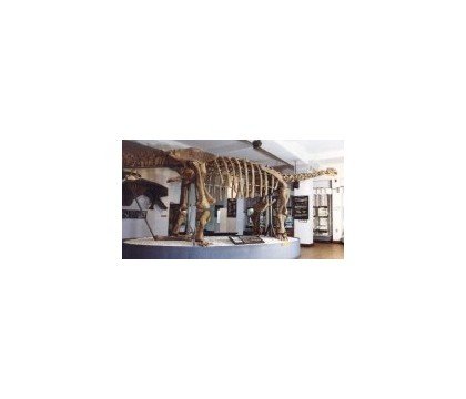 Muzeum Ewolucji Instytutu Paleobiologii PAN