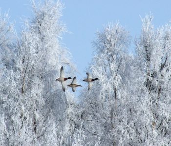 Zimowe dokarmianie ptaków