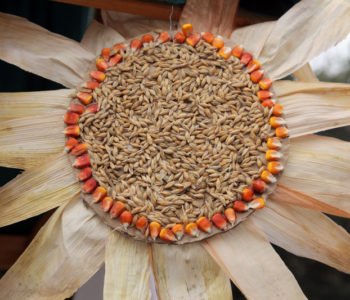 Jesienny słonecznik z kukurydzy i ziaren