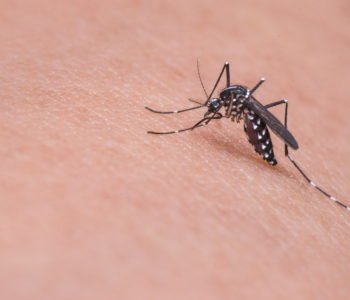 Komary i kleszcze, jak chronić dziecko