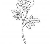 Kolorowanka - Róża