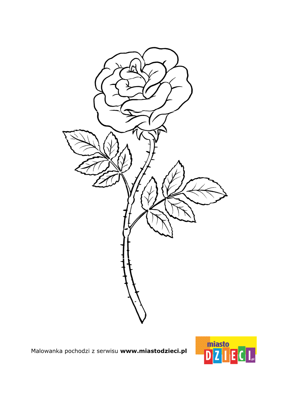 Kolorowanka - Róża