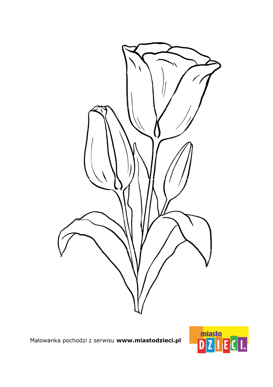 Kolorowanka - Tulipan