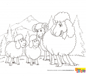 Kolorowanka - Owce