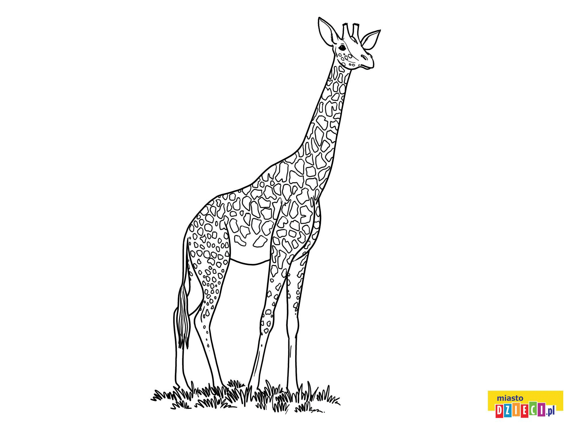 Zwierzęta świata, Żyrafa - kolorowanki, malowanki dla dzieci do drukowania