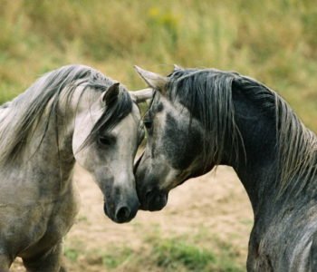 Wystawa fotografii koni arabskich