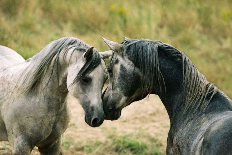 Wystawa fotografii koni arabskich