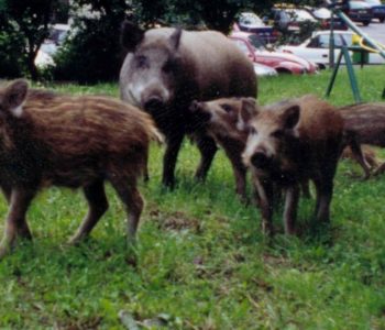 Apel do mieszkańców Gdyni