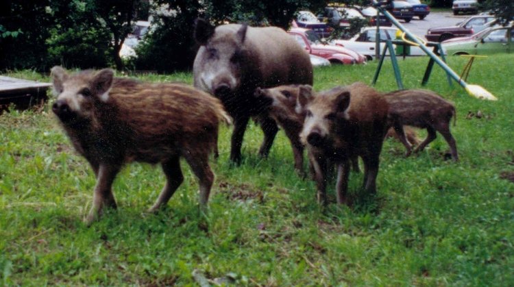 Apel do mieszkańców Gdyni