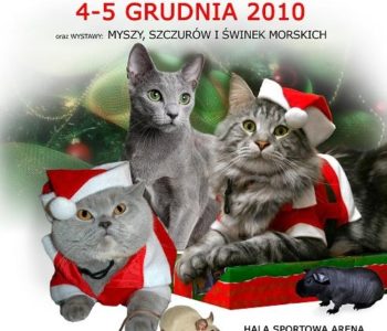wystawa kotów w Warszawie