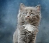 wiersz o kotku Wasylu, wiersze i piosenki dla dzieci o zwierzakach