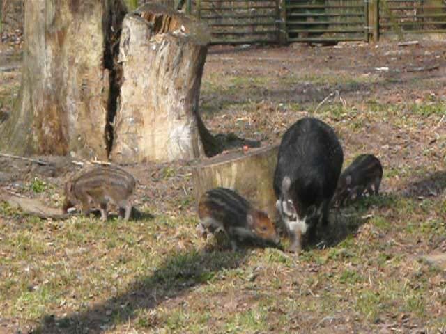 Imiona dla świnek w ZOO w Poznaniu