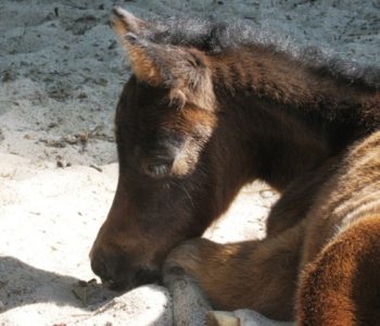 Atrakcje dla Dzieci w ZOO w Poznaniu