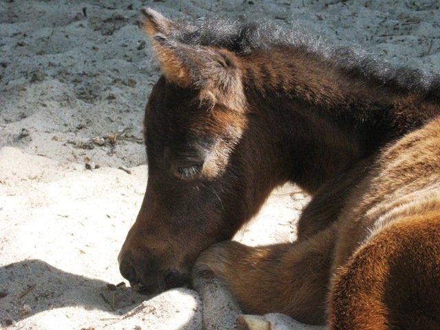 Atrakcje dla Dzieci w ZOO w Poznaniu