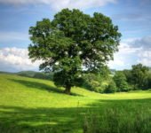 Wiersz dla dzieci o drzewach W cieniu dębowego brata