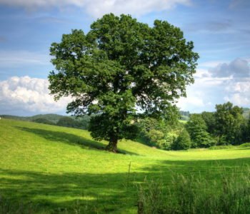 Wiersz dla dzieci o drzewach W cieniu dębowego brata