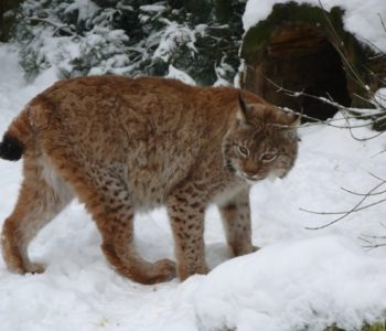 Atrakcje dla Dzieci w Nowym ZOO w Poznaniu