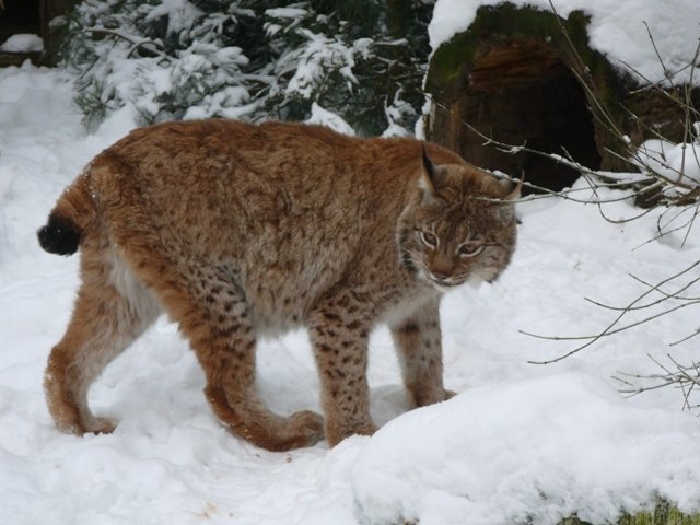 Atrakcje dla Dzieci w Nowym ZOO w Poznaniu