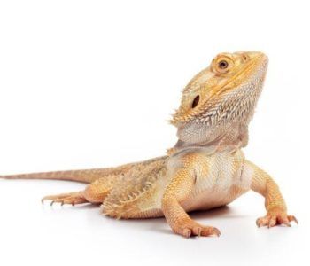 warsztaty ze zwierzętami