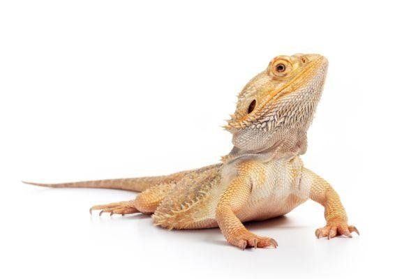 warsztaty ze zwierzętami