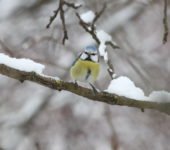 Zimowy wierszyk o ptakach dla dzieci