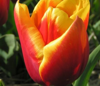Wystawa Tulipanów