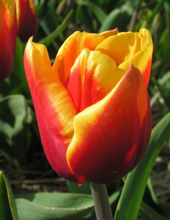 Wystawa Tulipanów