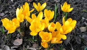 koncert dla niemowląt i małych dzieci