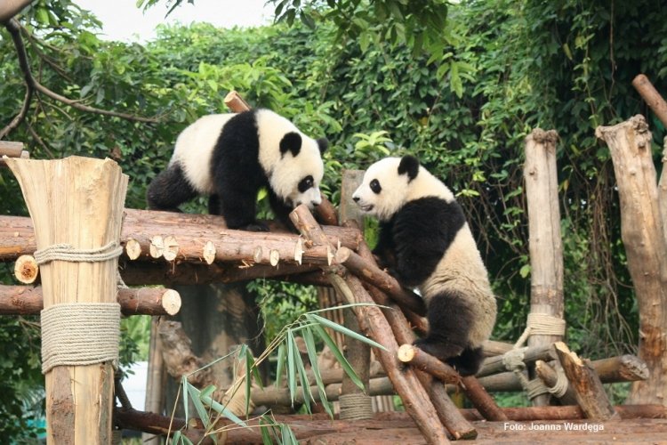 Poranek z kung fu pandą