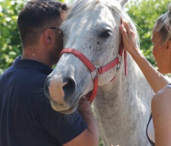 Konie Uczą Ludzi – FAMILY TEAM