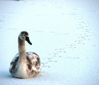 Zimowa wycieczka przyrodnicza po ogrodach wilanowskich