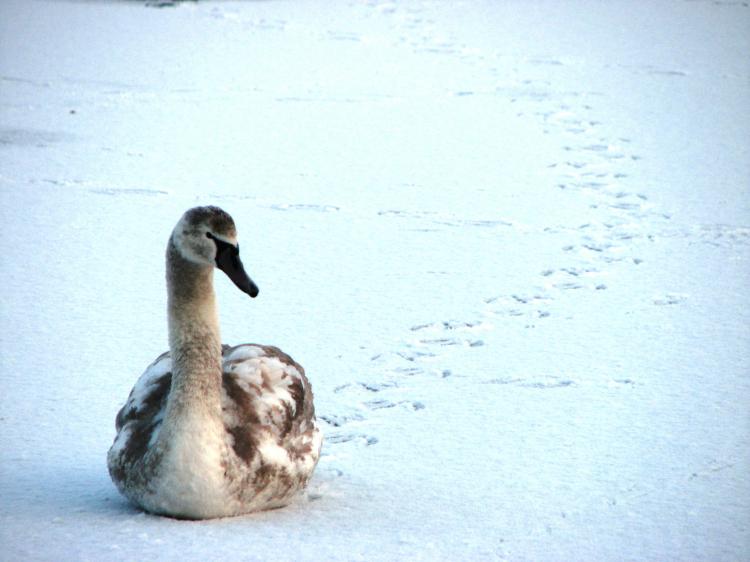 Zimowa wycieczka przyrodnicza po ogrodach wilanowskich