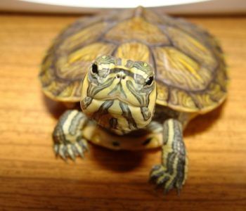 Zwierzęta dzieciom – gady x 2