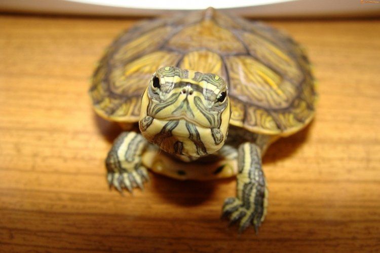 Zwierzęta dzieciom – gady x 2