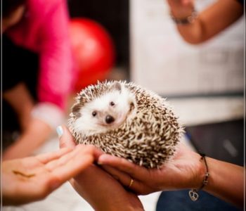 Spotkanie z jeżami pigmejskimi