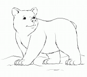 Niedźwiedź kolorowanka