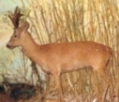 Spotkania Rodzinne w Muzeum Przyrodniczo-Łowieckim w Uzarzewie