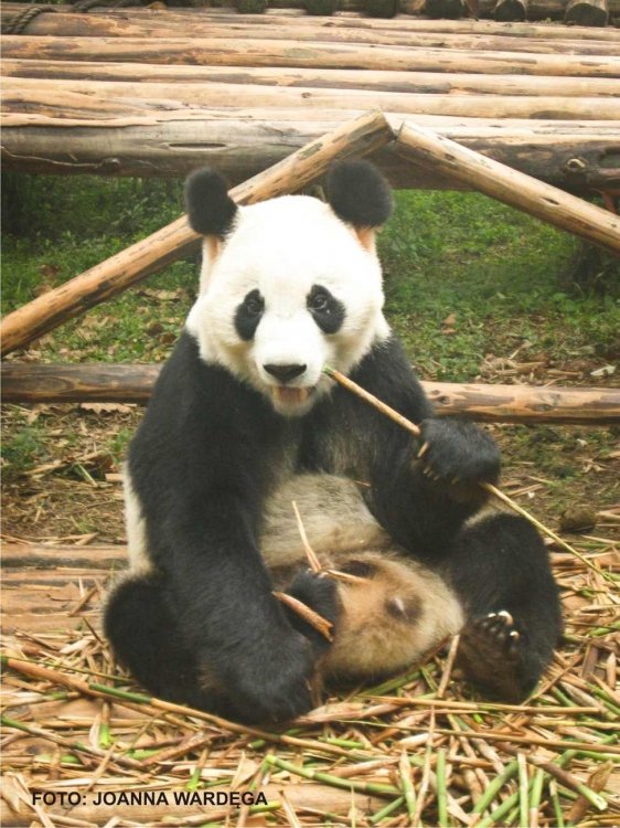 Poranki z pandą. W krainie chińskiego Smoka