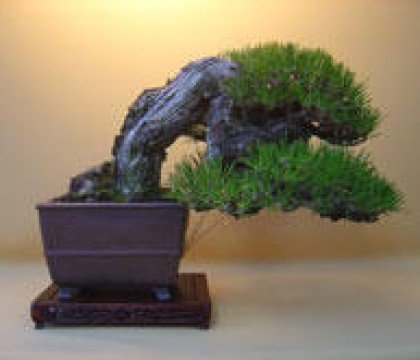 Wystawa drzewek bonsai