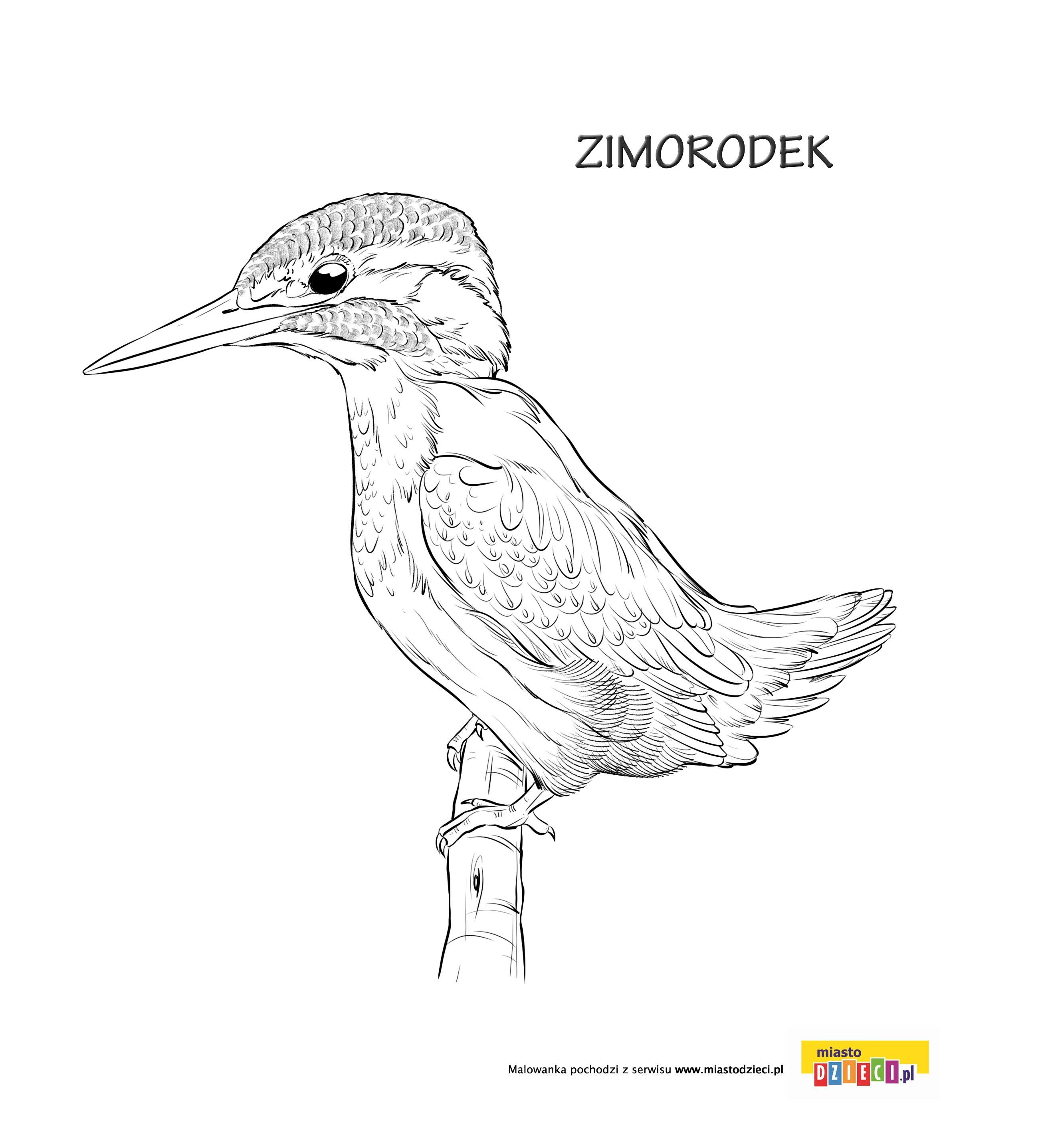Zimorodek kolorowanka