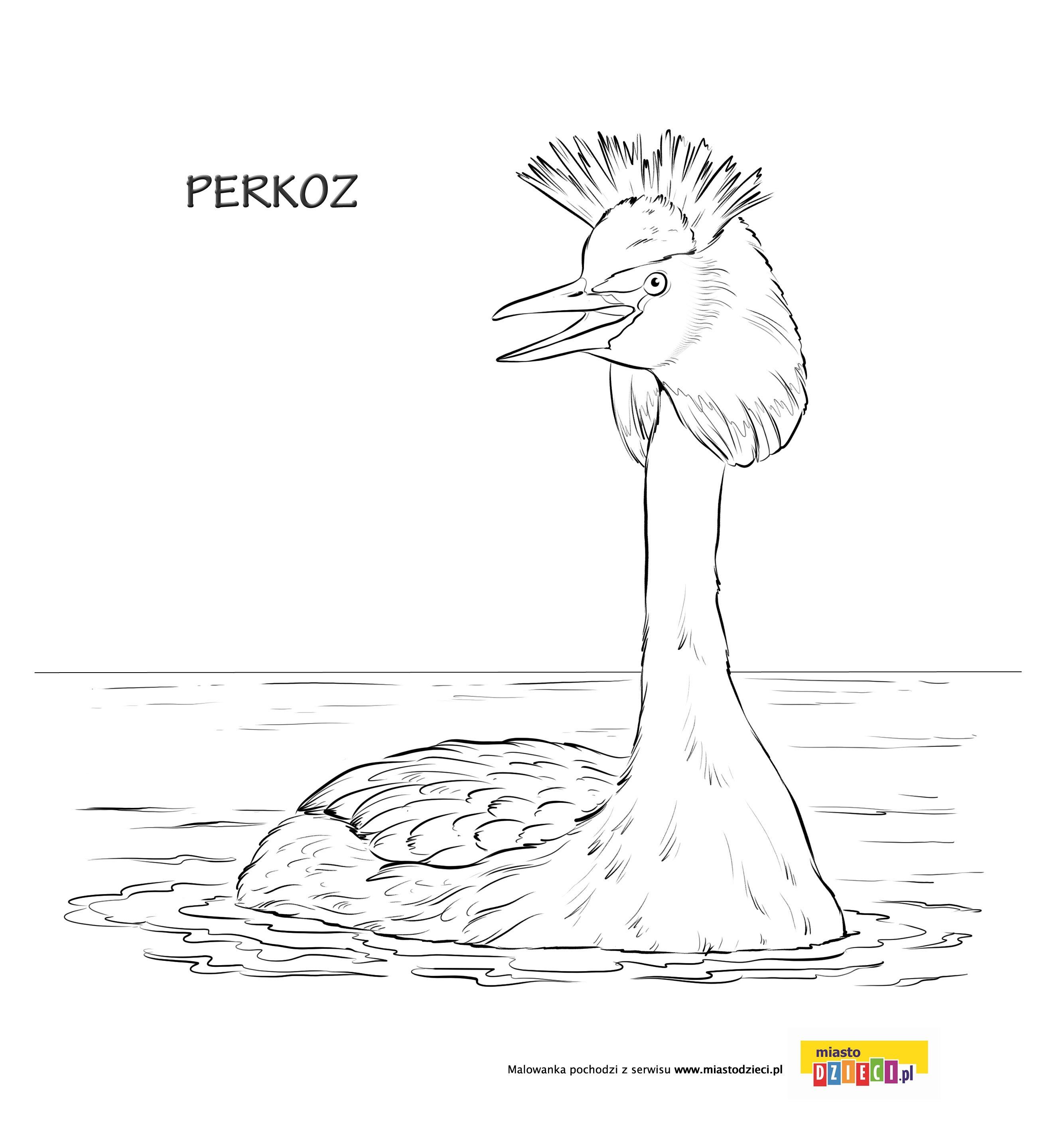 Perkoz kolorowanka