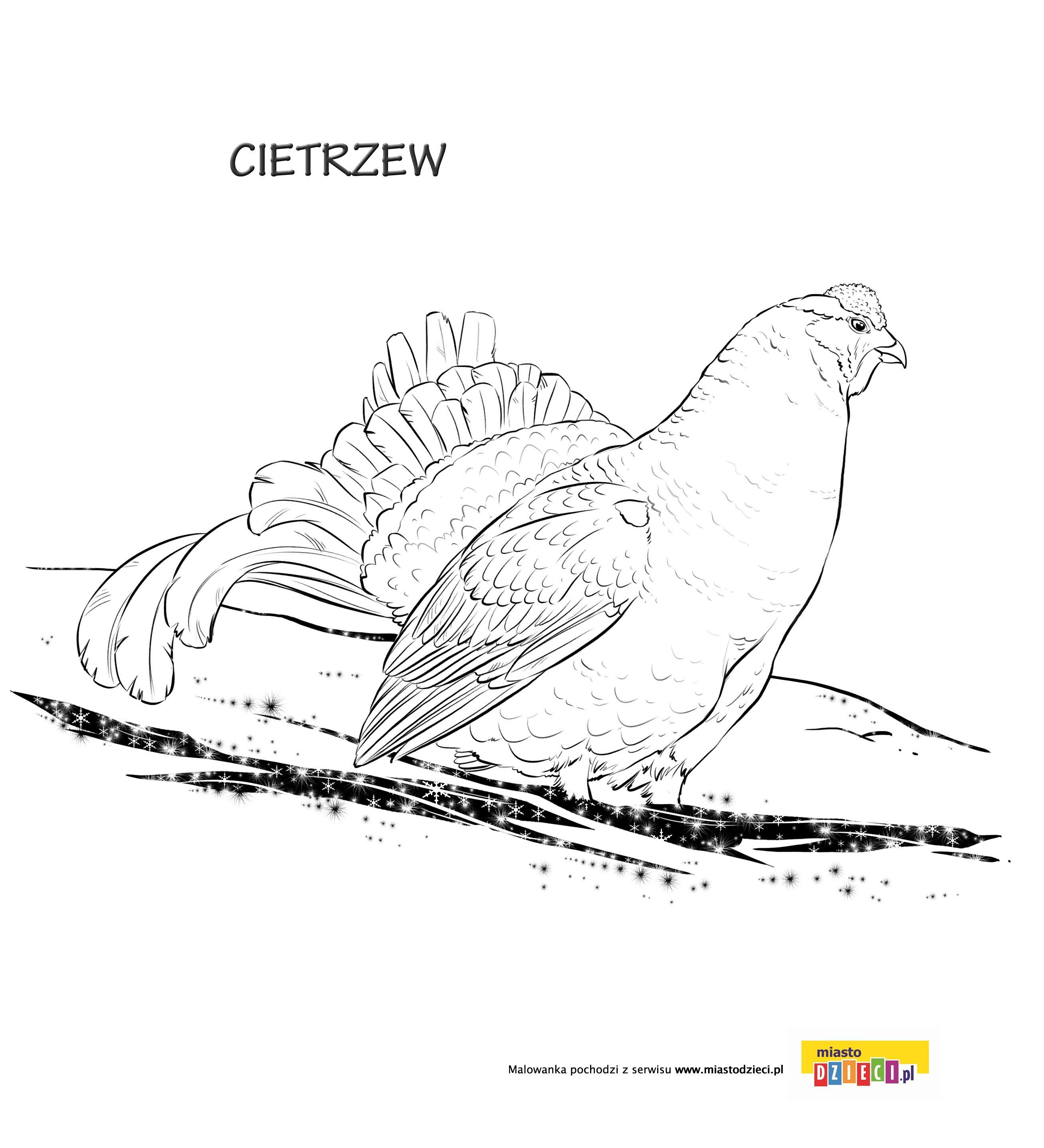Cietrzew kolorowanka