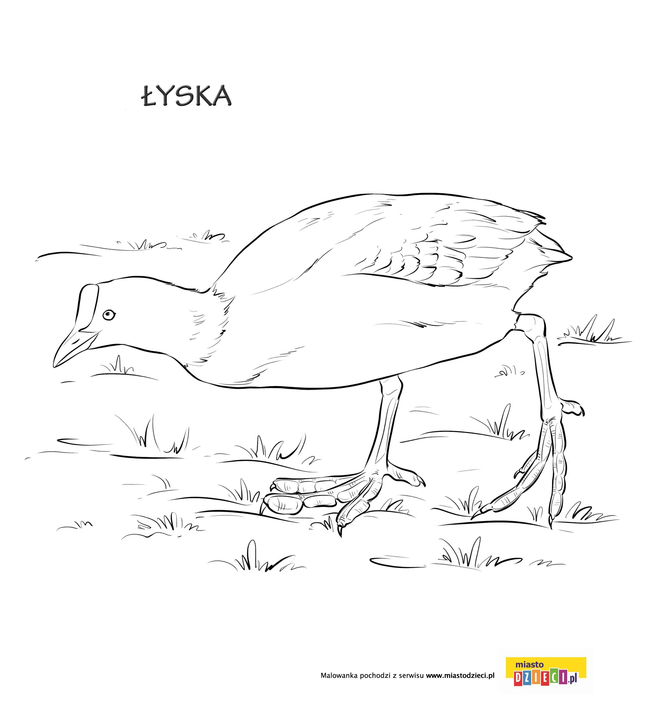 Łyska kolorowanka