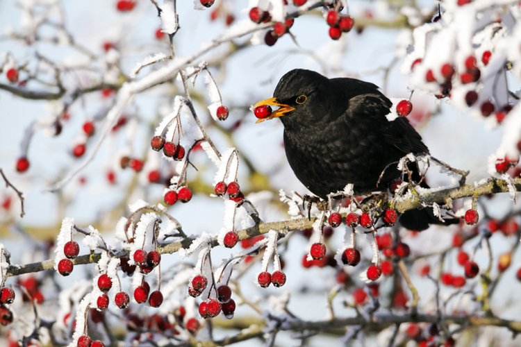 Zimowe dokarmianie ptaków
