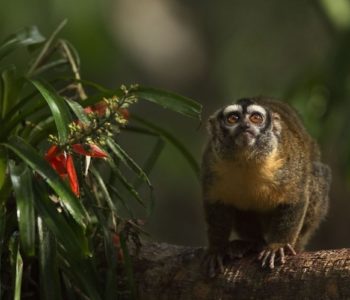 Amazonia. Przygody małpki Sai – pokazy specjalne w Kinie Pod Baranami