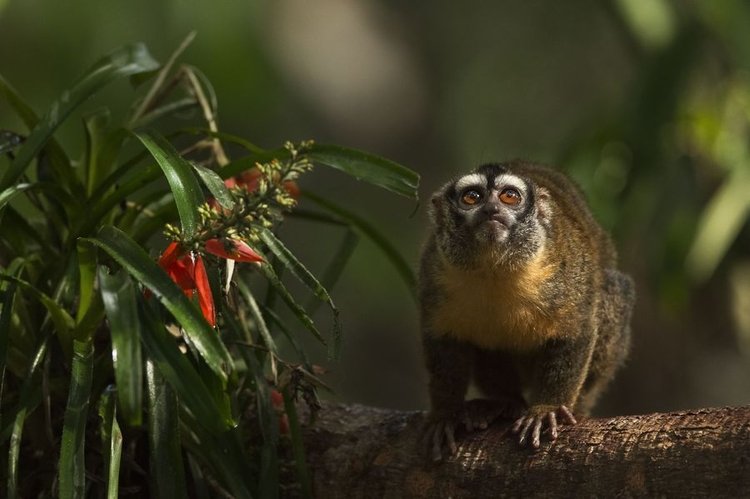 Amazonia. Przygody małpki Sai – pokazy specjalne w Kinie Pod Baranami