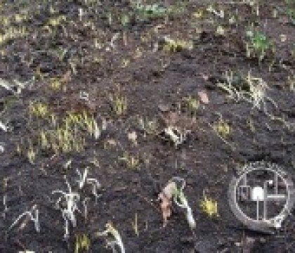 Bezpłatna dzierżawa grządki w Królikarni