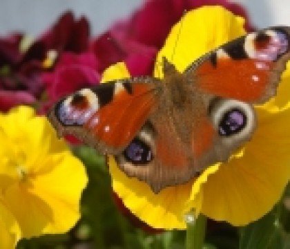 Barwne życie motyla