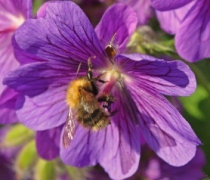 Urbanbees: Pszczoły w mieście
